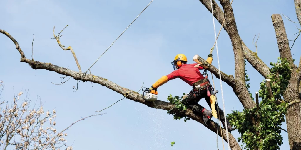 Élagage d'un grand arbre à Reims
